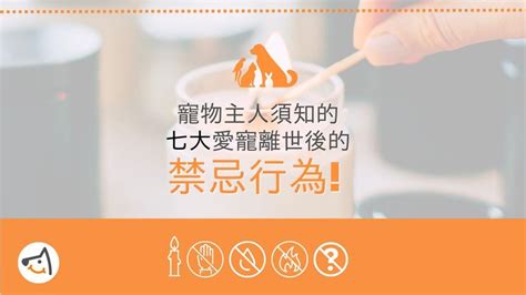 貓去世|寵物主人須知的愛寵離世後七大禁忌行為 